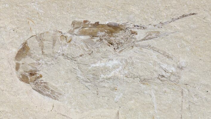 Cretaceous Fossil Shrimp - Lebanon #69988